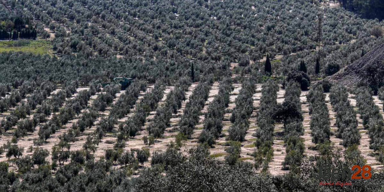 La sequía ocasiona pérdidas de cosecha de hasta el 80% en el olivar de secano de Jaén