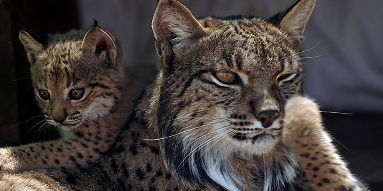 La población del lince en Andalucía crece un 10,7% y alcanza el récord de 506 ejemplares