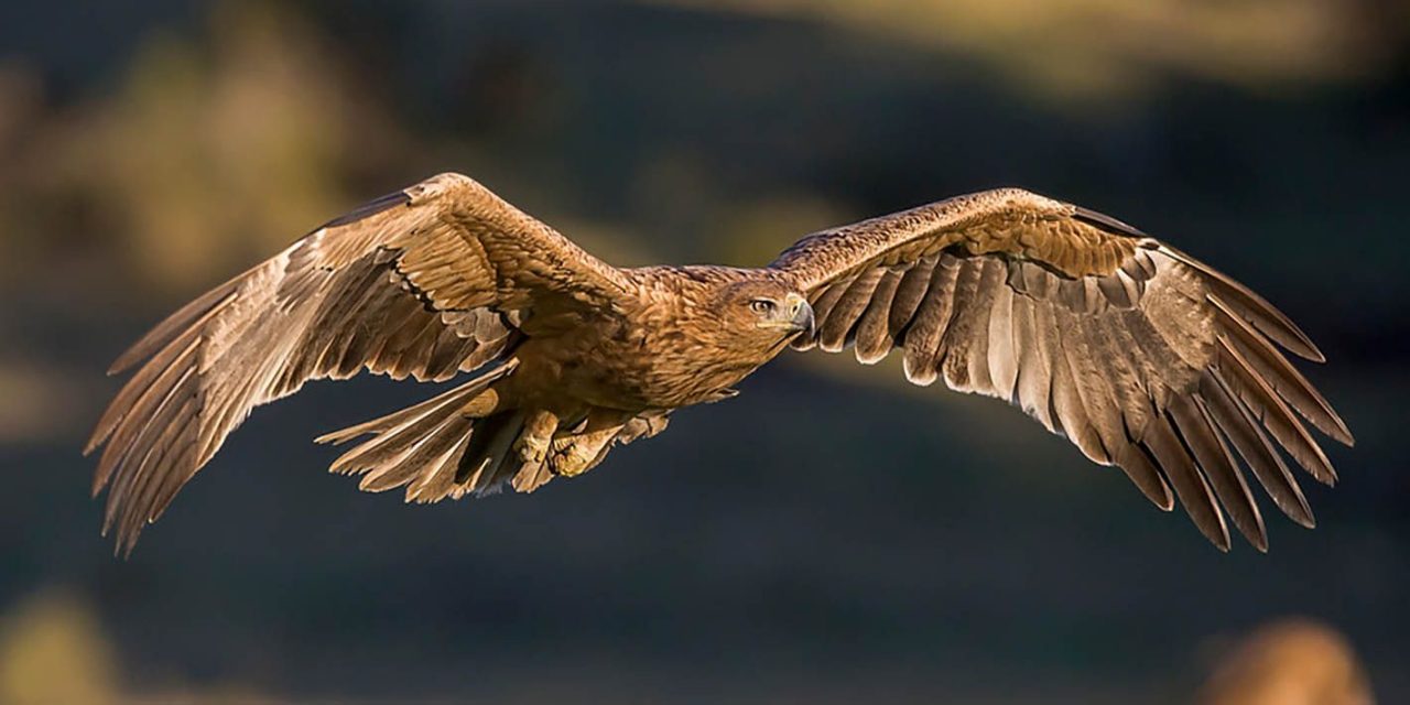 50 parejas de águila imperial surcan los cielos de nuestra provincia