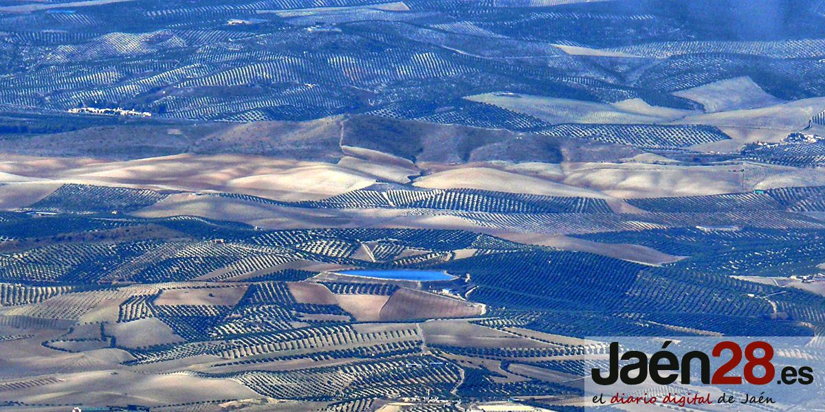 El 98% de las cooperativas y almazaras de Jaén secundan el paro agrario contra las pérdidas de la PAC y los costes de producción