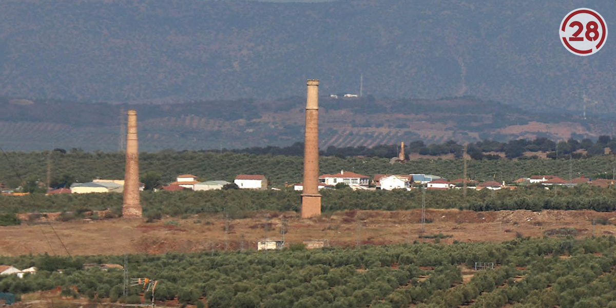 Desesperanza en el sector del olivar ante las escasas lluvias caídas y las escasas previsiones de cosecha de aceite